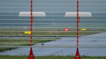 europeisk hare lepus europaeus på landningsbanan. flygplats på Düsseldorf, Tyskland video