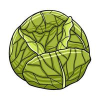 Cabbage in Vector Style Illustration