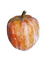 Big pumpkin on a white background photo