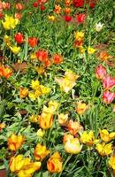 Tulips in the spring garden photo