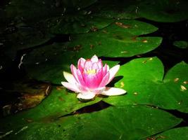 Water lily in crimean botanical garden photo