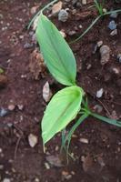 Turmeric plant shoots with green leaves photo