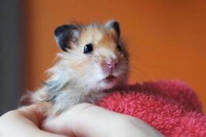 cute Syrian red ginger hamster close up in human hand photo