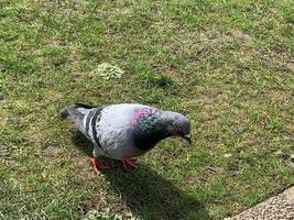 Pigeon standing in green grass photo