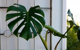 Growing on the balcony of the monster. Green leaves of monstera photo