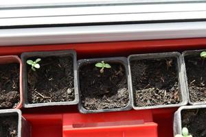 Cells for seedlings of plants in the greenhouse in spring. Seedlings in the summer garden. photo