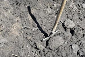 Garden iron shovel with a wooden handle stuck in the ground in the garden. photo