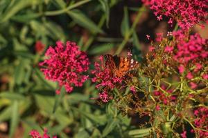 Beautiful butterfly feeding on a bright pink flower closeup. Macro butterfly against blue sky. Butterfly on a spring flower among the field. photo