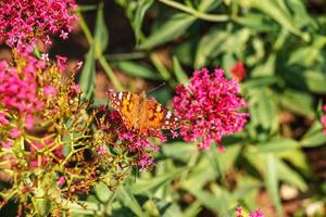 Beautiful butterfly feeding on a bright pink flower closeup. Macro butterfly against blue sky. Butterfly on a spring flower among the field. photo