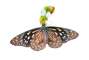 Butterfly on white background easy to use in projects. png