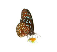 vlinder Aan wit achtergrond gemakkelijk naar gebruik in projecten. png
