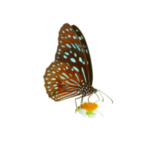 Butterfly on white background easy to use in projects. png