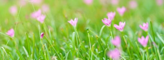 primer plano de flor púrpura rosa bajo la luz del sol con espacio de copia utilizando como fondo el paisaje de plantas naturales, concepto de portada de papel tapiz ecológico. foto