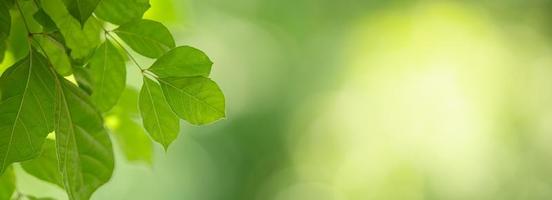 Closeup of beautiful nature view green leaf on blurred greenery background in garden with copy space using as background cover page concept. photo