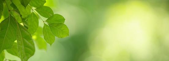 Closeup of beautiful nature view green leaf on blurred greenery background in garden with copy space using as background cover page concept. photo