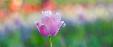 Closeup spring flowers banner, tulip, Easter bokeh background. Beautiful tulip bloom in city park or garden in spring season. Floral banner, panoramic wide landscape. Soft sunlight, pastel colors love