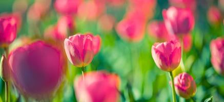 Beautiful bouquet panorama of red white and pink tulips in spring nature for card design and web banner. Serene closeup, idyllic romantic love floral nature landscape. Abstract blurred lush foliage photo