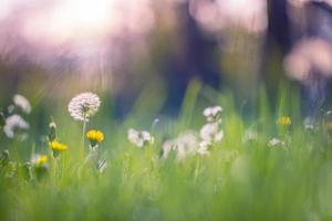 Beautiful countryside landscape, closeup dandelion nature sunset. Relaxing peaceful blooming spring flowers. Meadow field, morning sunlight, soft green blue colors. Sunny foliage in park or garden