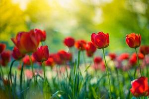 Beautiful red tulips blooming in tulip field in garden with blurry sunset nature landscape background. Soft sunlight romantic, love blooming floral wallpaper holidays card. Idyllic nature closeup