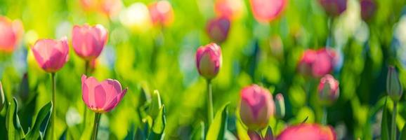 Beautiful bouquet panorama of red white and pink tulips in spring nature for card design and web banner. Serene closeup, idyllic romantic love floral nature landscape. Abstract blurred lush foliage