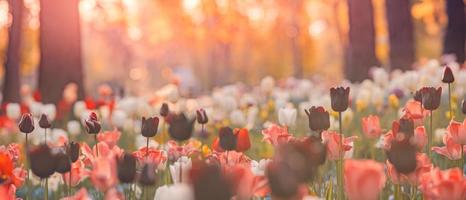 Beautiful bouquet panorama of red white and pink tulips in spring nature for card design and web banner. Serene closeup, idyllic romantic love floral nature landscape. Abstract blurred lush foliage photo