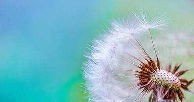 Closeup of abstract dandelion, artistic nature closeup. Spring summer background. Beautiful macro dandelion flower with shallow focus in springtime, natural spring background. Blooming meadow photo