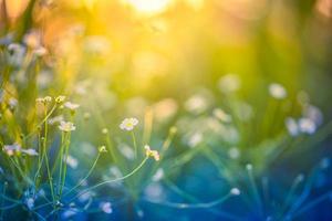Abstract soft focus sunset field landscape of white flowers and grass meadow warm golden hour sunset sunrise time. Tranquil spring summer nature closeup and blurred forest background. Idyllic nature photo