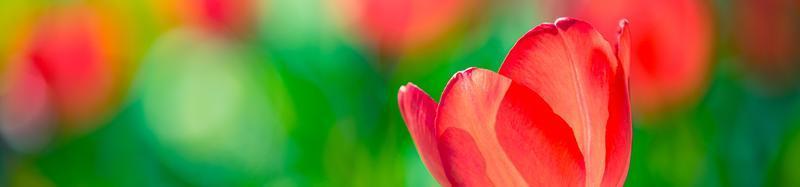 hermoso panorama de ramo de tulipanes rojos, blancos y rosados en la naturaleza primaveral para el diseño de tarjetas y banner web. primer plano sereno, idílico amor romántico paisaje de naturaleza floral. follaje exuberante borroso abstracto foto