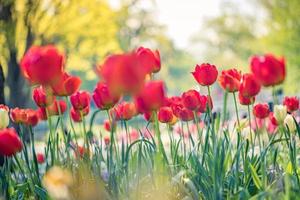 Beautiful red tulips blooming in tulip field in garden with blurry sunset nature landscape background. Soft sunlight romantic, love blooming floral wallpaper holidays card. Idyllic nature closeup photo