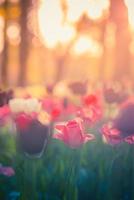 Beautiful bouquet panorama of red white and pink tulips in spring nature for card design and web banner. Serene closeup, idyllic romantic love floral nature landscape. Abstract blurred lush foliage