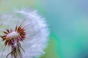 Closeup of abstract dandelion, artistic nature closeup. Spring summer background. Beautiful macro dandelion flower with shallow focus in springtime, natural spring background. Blooming meadow photo