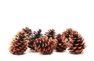 Pine cone tree fruits isolate on white background photo