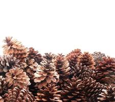 Fir coniferous and pine cones tree fruit background photo
