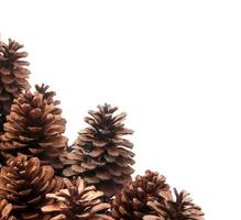 Fir coniferous and pine cones tree fruit background photo