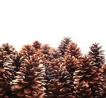 Fir coniferous and pine cones tree fruit background photo