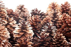 Fir coniferous and pine cones tree fruit background photo