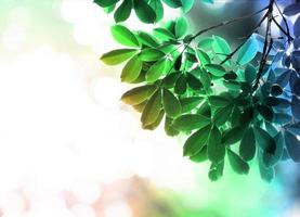 coloridas hojas verdes de fondo de árbol foto