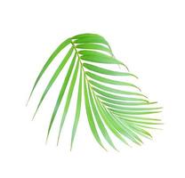 tropical green palm leaf tree isolated on white background photo