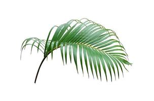 tropical green palm leaf tree isolated on white background photo