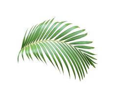 tropical green palm leaf tree isolated on white background photo