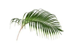 tropical green palm leaf tree isolated on white background photo