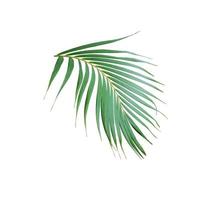 tropical frond green palm leaf tree isolated on white background photo