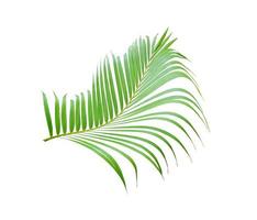 tropical green palm leaf tree isolated on white background photo