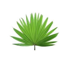 Árbol de hoja de palma de molino de viento chino verde tropical aislado sobre fondo blanco foto