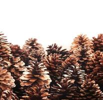 Fir coniferous and pine cones tree fruit background photo