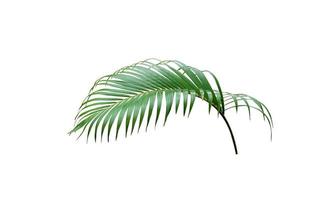 tropical green palm leaf tree isolated on white background photo