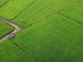 fresh green rice fields, aerial photographs from drones photo