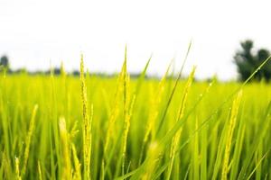 Fresh green rice fields in the fields are growing their grains on the leaves with dew drops photo