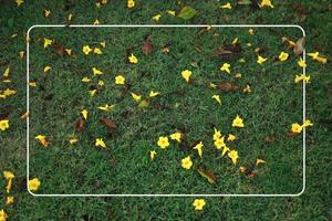 yellow flowers on green grass with white frame photo