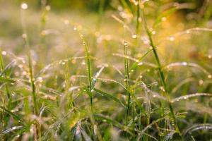 Grass with water droplets in the morning sunlight photo